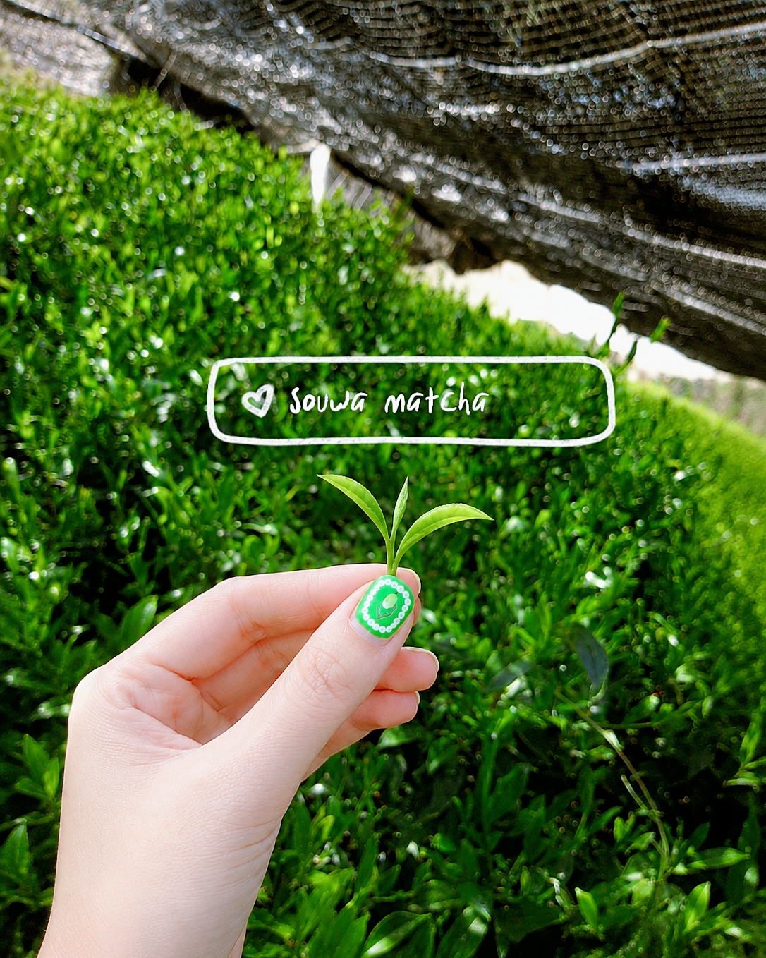 มือถือยอดใบชาสดจากไร่ Souwa Matcha